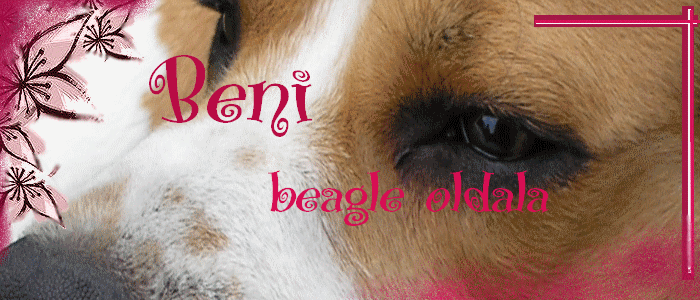 <3 Beni a beagle kutyus oldala <3
